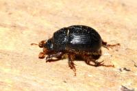 Odonteus armiger