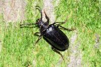 Prionus coriarius
