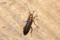 Nacerdes carniolica