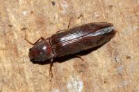 Stenagostus rhombeus
