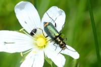 Clanoptilus elegans