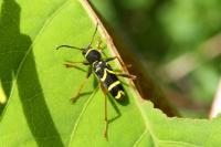 Clytus arietis