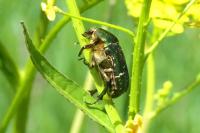 Cetonia aurata