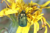Cryptocephalus aureolus