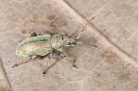 Phyllobius betulinus