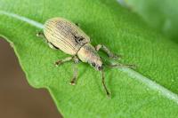 Phyllobius roboretanus