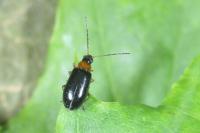 Luperus luperus