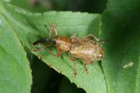 Dorytomus longimanus