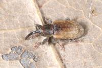 Dorytomus melanophthalmus