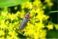 Cantharis rustica