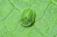 Cassida viridis