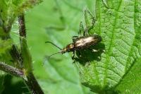 Plateumaris sericea