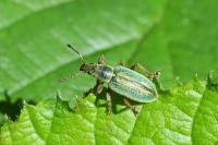 Polydrusus impar