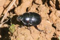 Anoplotrupes stercorosus