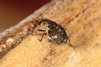 Nedyus quadrimaculatus