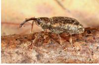 Dorytomus longimanus