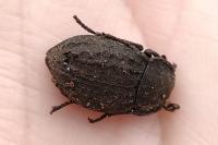 Asida sabulosa