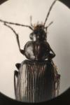 Agonum