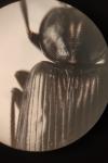Agonum