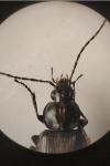 Agonum