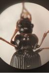 Nebria brevicollis