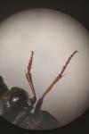 Nebria brevicollis