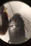 Oodes helopioides