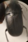 Oodes helopioides