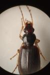 Paranchus albipes