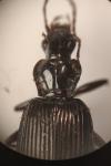 Platynus assimilis