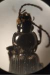 Pterostichus nigrita