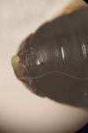 Pterostichus nigrita