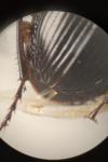 Pterostichus anthracinus