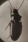 Pterostichus vernalis