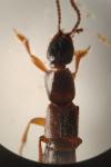 Othius punctulatus