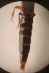 Othius punctulatus
