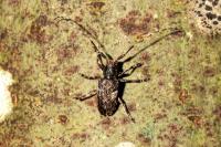 Mesosa nebulosa