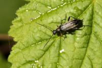Grammoptera ruficornis