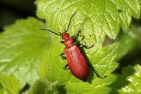 Pyrochroa serraticornis