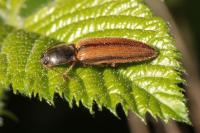 Athous vittatus