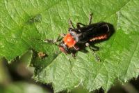 Cantharis pellucida