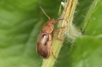 Gonioctena quinquepunctata