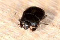 Margarinotus merdarius