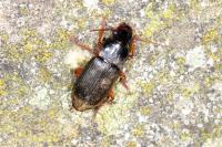 Pseudoophonus rufipes
