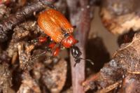 Apoderus coryli