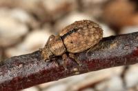 Strophosoma melanogrammum