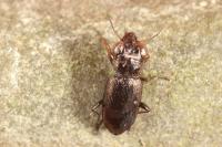 Notiophilus rufipes