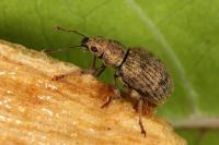 Sciaphilus asperatus