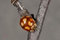 Adalia decempunctata