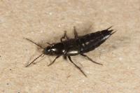 Philonthus cognatus